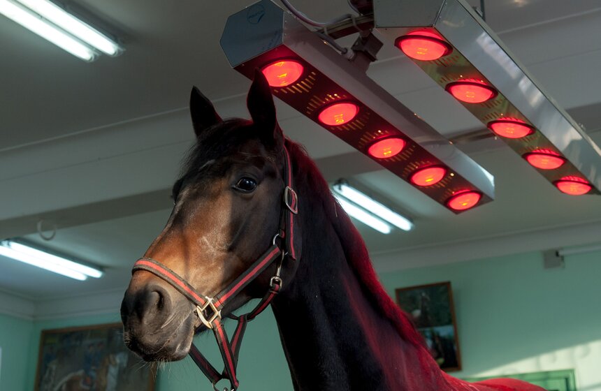 Солярии для лошадей конной полиции 8 фото