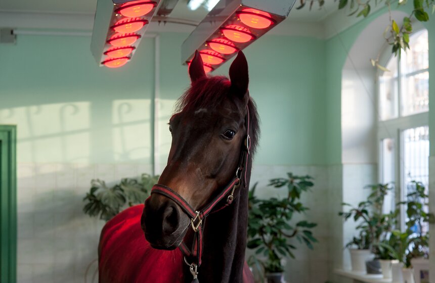 Солярии для лошадей конной полиции 5 фото