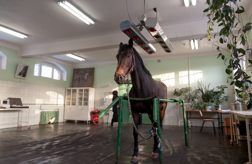 Солярии для лошадей конной полиции 3 фото