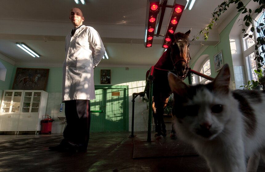 Солярии для лошадей конной полиции 10 фото