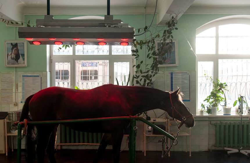 Солярии для лошадей конной полиции 12 фото