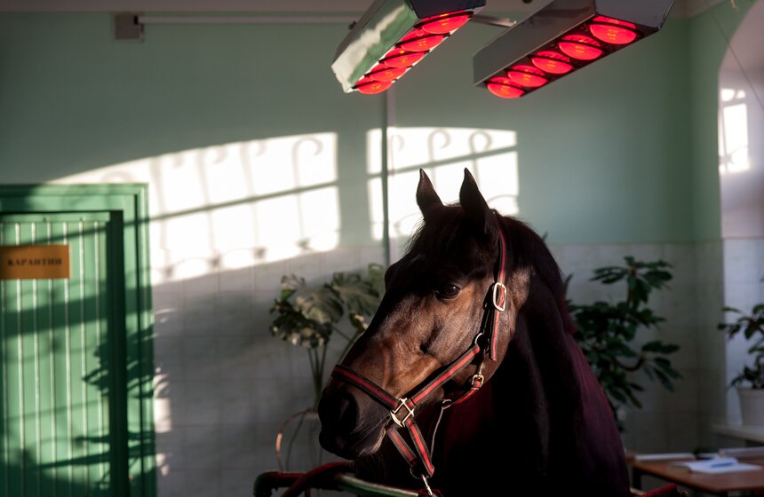 Солярии для лошадей конной полиции 11 фото