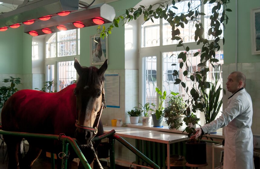 Солярии для лошадей конной полиции 13 фото