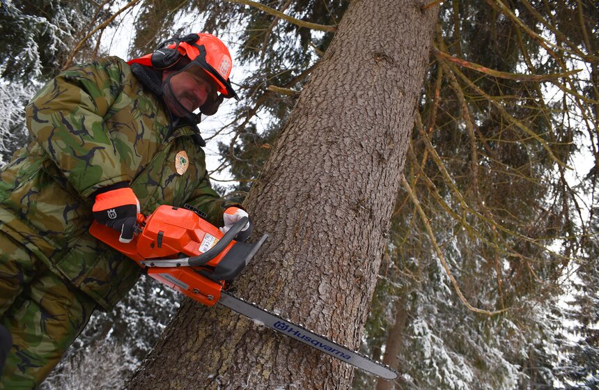Как спиливали главную елку страны 6 фото