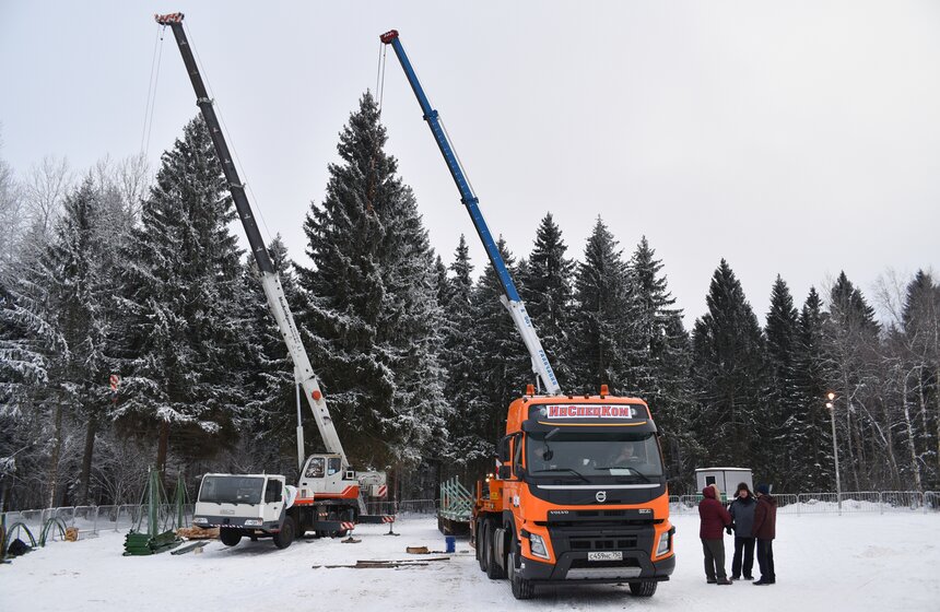 Как спиливали главную елку страны 1 фото