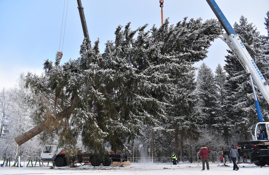 Как спиливали главную елку страны 36 фото