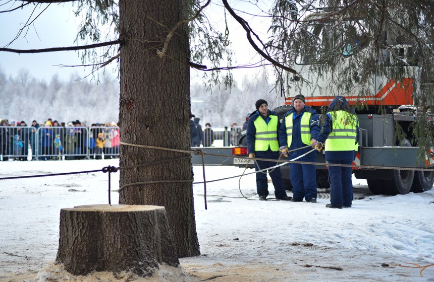 Как спиливали главную елку страны 29 фото