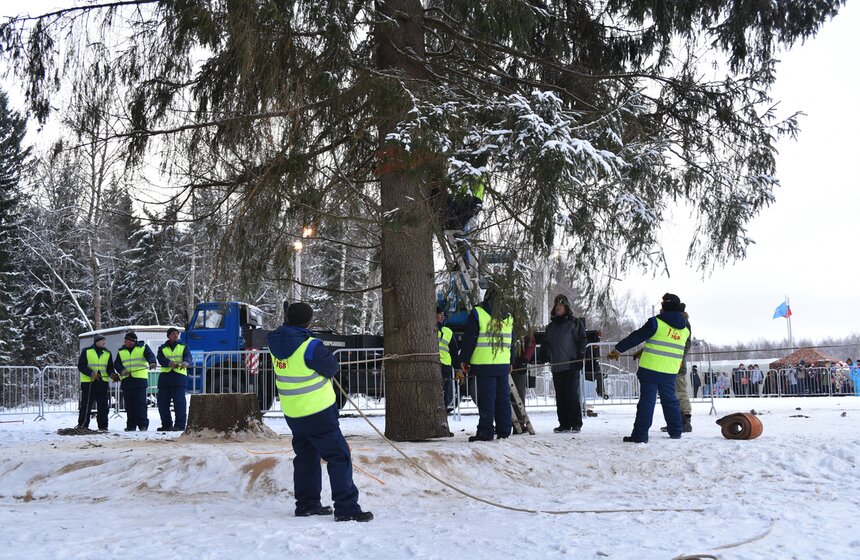 Как спиливали главную елку страны 31 фото