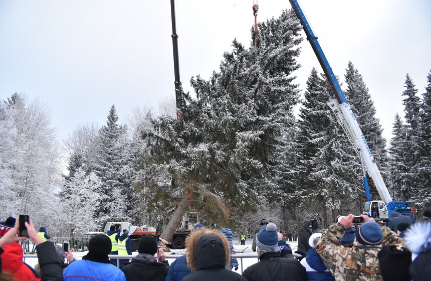 Как спиливали главную елку страны 34 фото