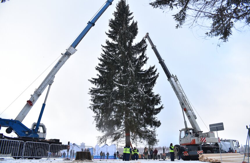 Как спиливали главную елку страны 33 фото