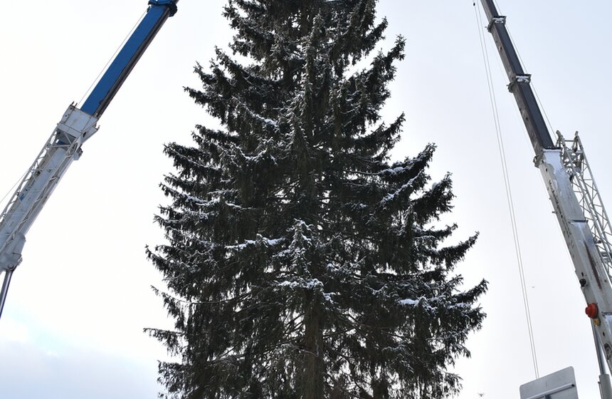 Как спиливали главную елку страны 32 фото