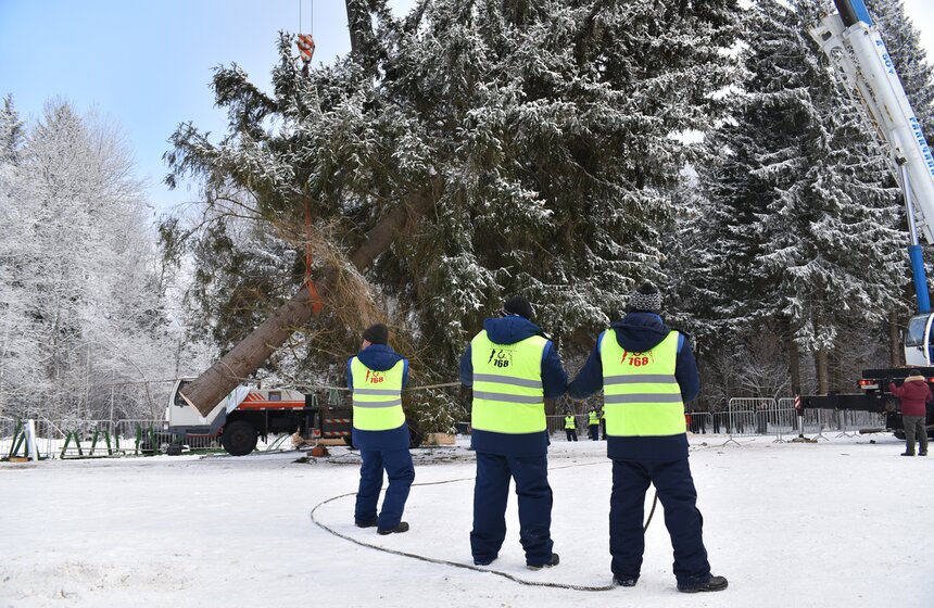 Как спиливали главную елку страны 35 фото