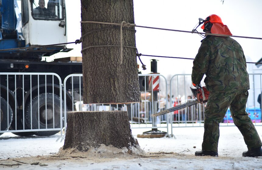 Как спиливали главную елку страны 27 фото