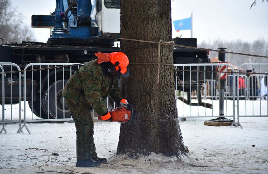 Как спиливали главную елку страны 26 фото