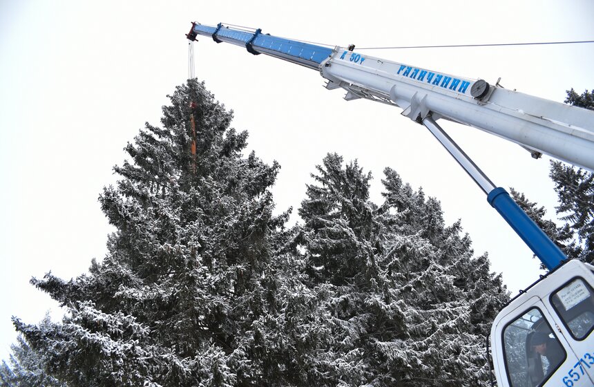 Как спиливали главную елку страны 23 фото