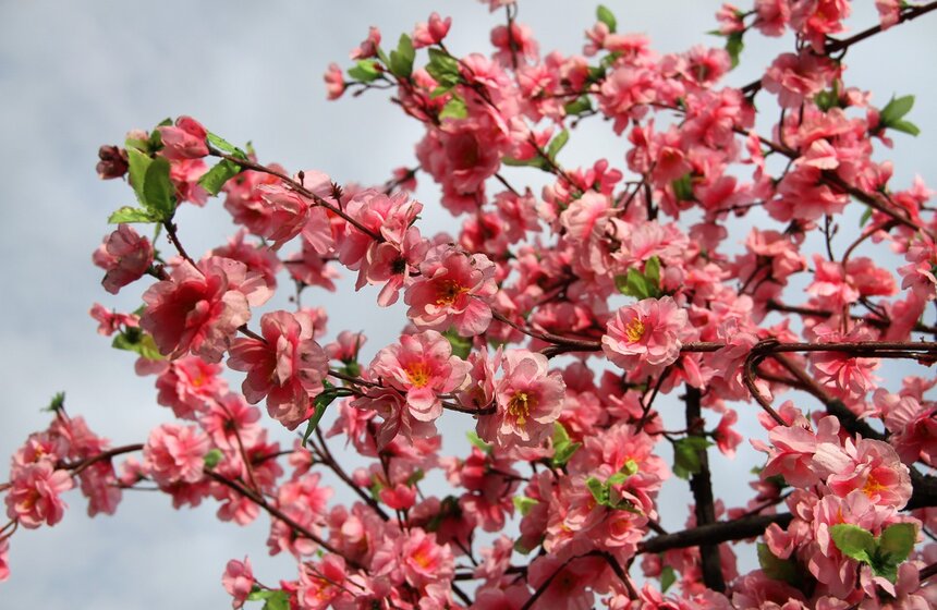 Оркестр под руководством Спивакова исполнил музыку Чарли Чаплина 1 фото