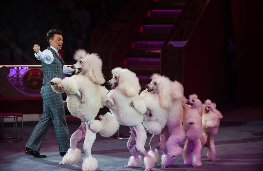 XV Московский международный молодежный цирковой фестиваль 20 фото