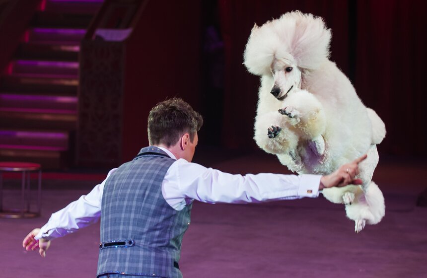 XV Московский международный молодежный цирковой фестиваль 19 фото