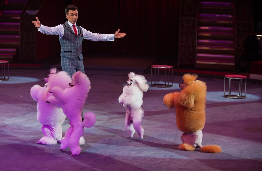 XV Московский международный молодежный цирковой фестиваль 18 фото