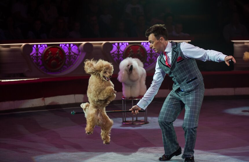 XV Московский международный молодежный цирковой фестиваль 17 фото