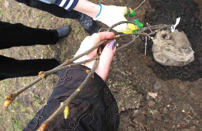 Сергей Собянин посадил деревья в ходе субботника 4 фото