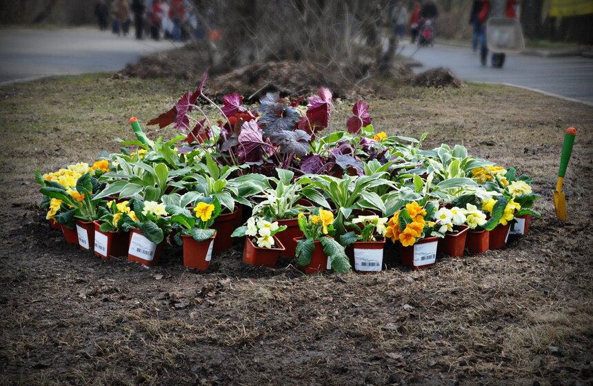 На субботнике "День Земли" посадили деревья и первоцветы 9 фото