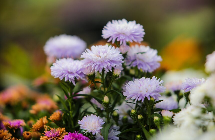 Фестиваль "Корень нового" и прогулка по "Аптекарскому огороду" 18 фото