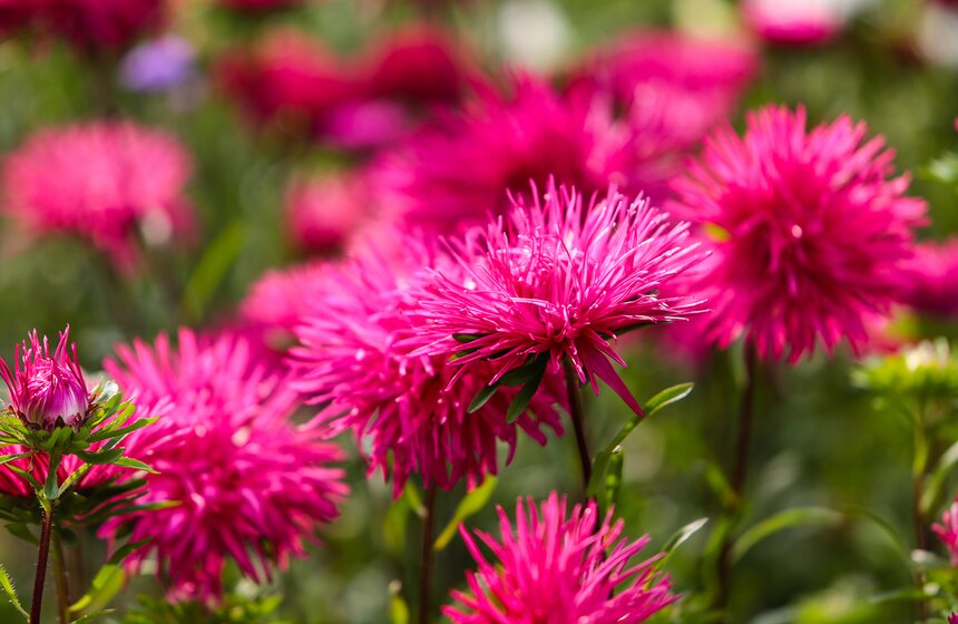 Фестиваль "Корень нового" и прогулка по "Аптекарскому огороду" 11 фото