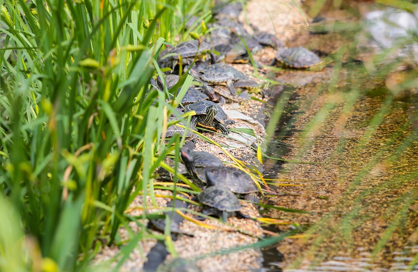Фестиваль "Корень нового" и прогулка по "Аптекарскому огороду" 15 фото