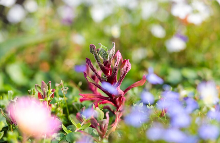 Фестиваль "Корень нового" и прогулка по "Аптекарскому огороду" 14 фото