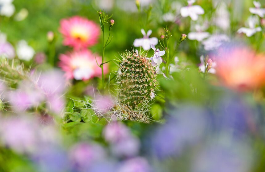 Фестиваль "Корень нового" и прогулка по "Аптекарскому огороду" 13 фото