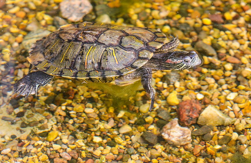 Фестиваль "Корень нового" и прогулка по "Аптекарскому огороду" 16 фото