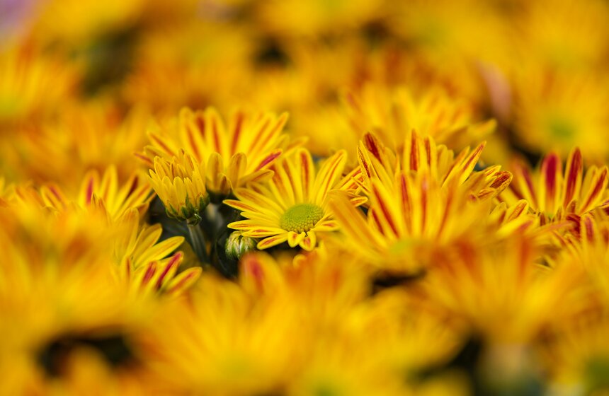 Фестиваль "Корень нового" и прогулка по "Аптекарскому огороду" 19 фото