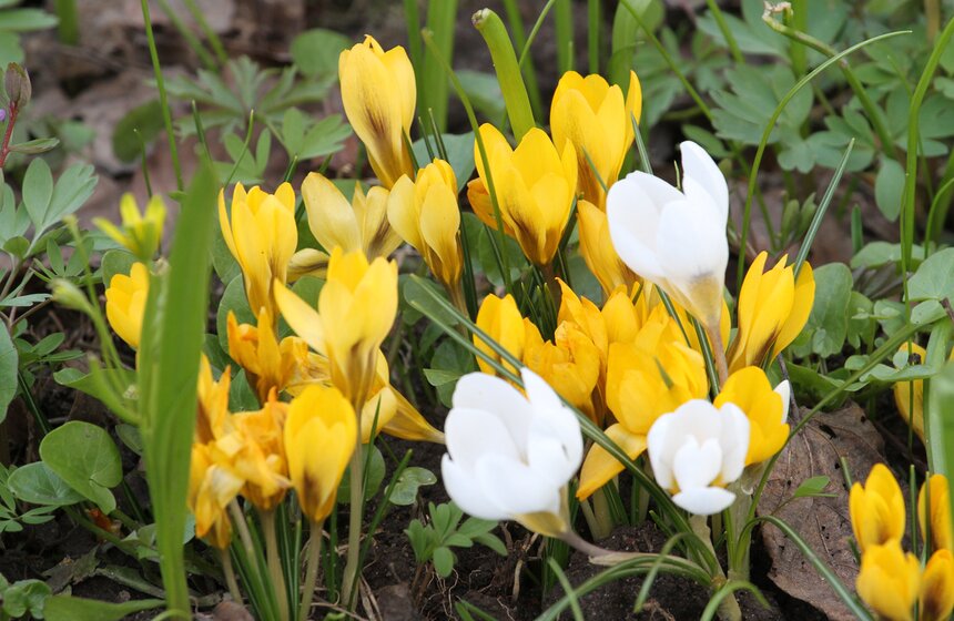 В Ботаническом саду МГУ проходит весенний фестиваль цветов 17 фото