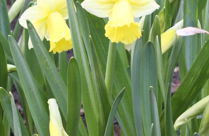 В Ботаническом саду МГУ проходит весенний фестиваль цветов 11 фото