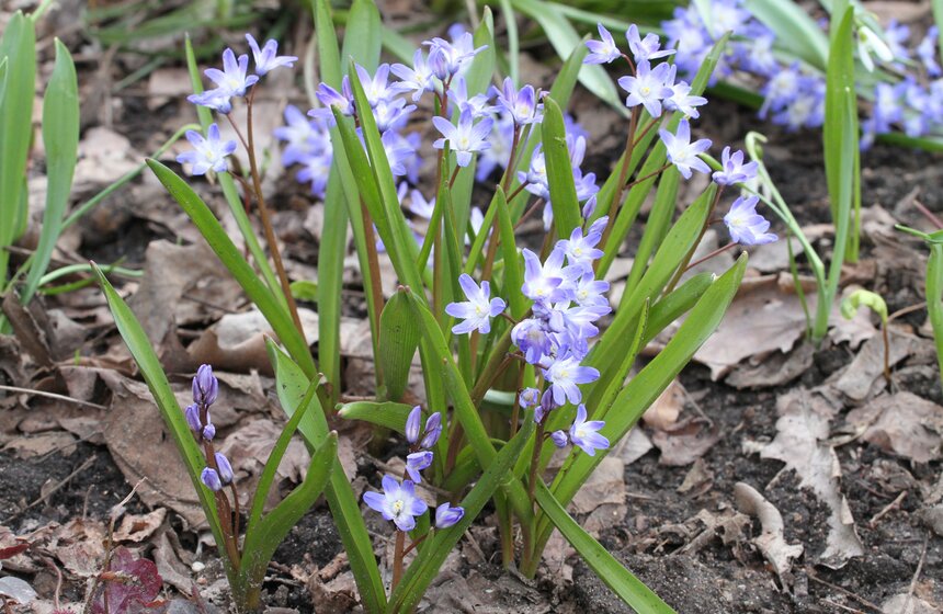 В Ботаническом саду МГУ проходит весенний фестиваль цветов 12 фото