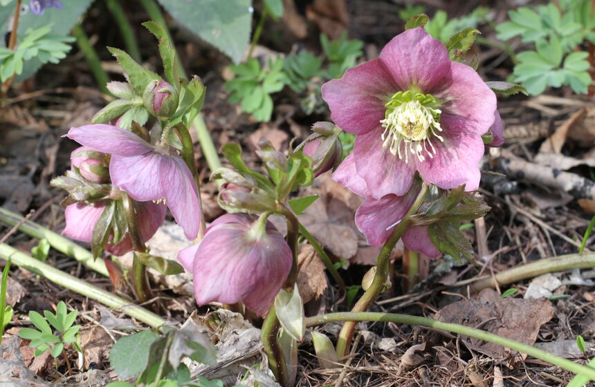 В Ботаническом саду МГУ проходит весенний фестиваль цветов 9 фото