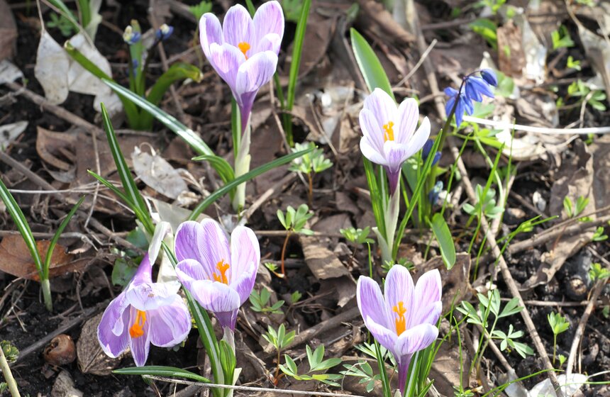 В Ботаническом саду МГУ проходит весенний фестиваль цветов 10 фото