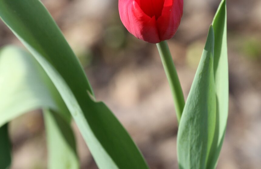 В Ботаническом саду МГУ проходит весенний фестиваль цветов 18 фото
