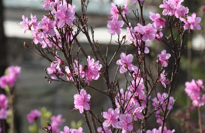 В Ботаническом саду МГУ проходит весенний фестиваль цветов 15 фото