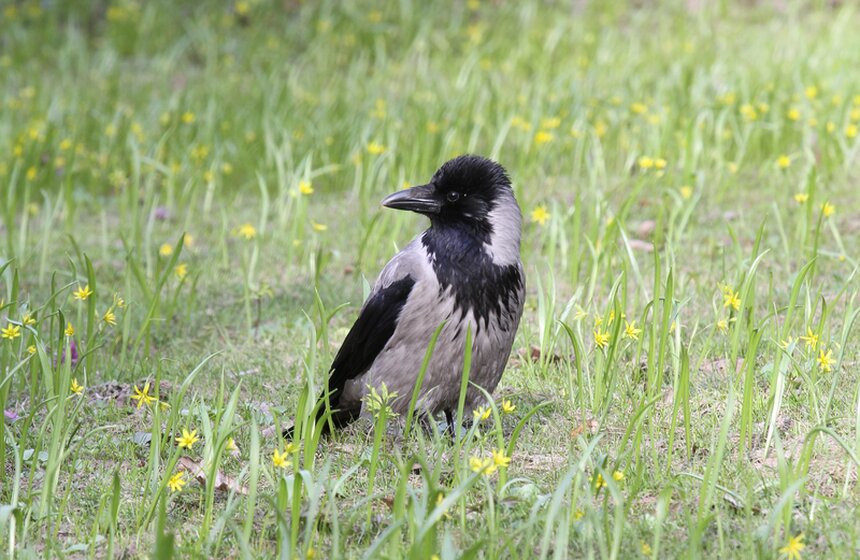 В Ботаническом саду МГУ проходит весенний фестиваль цветов 16 фото