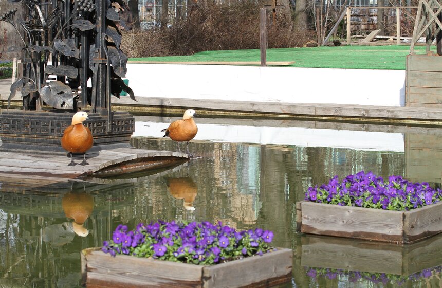 В Ботаническом саду МГУ проходит весенний фестиваль цветов 13 фото