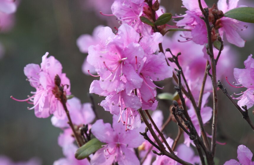 В Ботаническом саду МГУ проходит весенний фестиваль цветов 14 фото