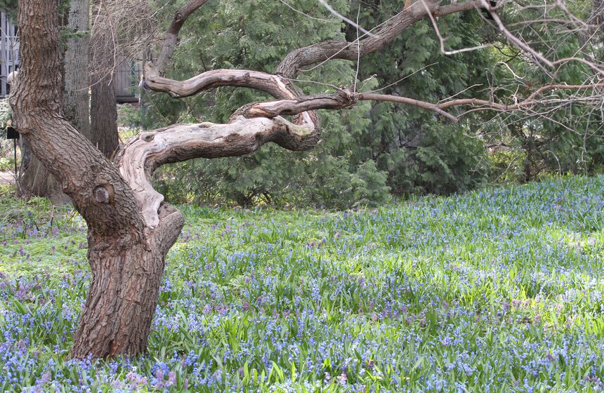 В Ботаническом саду МГУ проходит весенний фестиваль цветов 1 фото