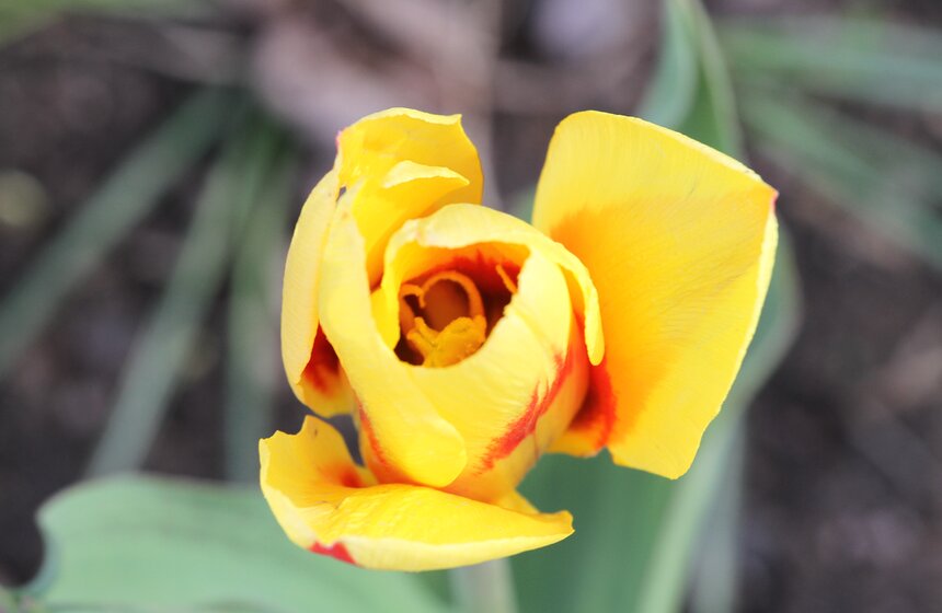 В Ботаническом саду МГУ проходит весенний фестиваль цветов 5 фото