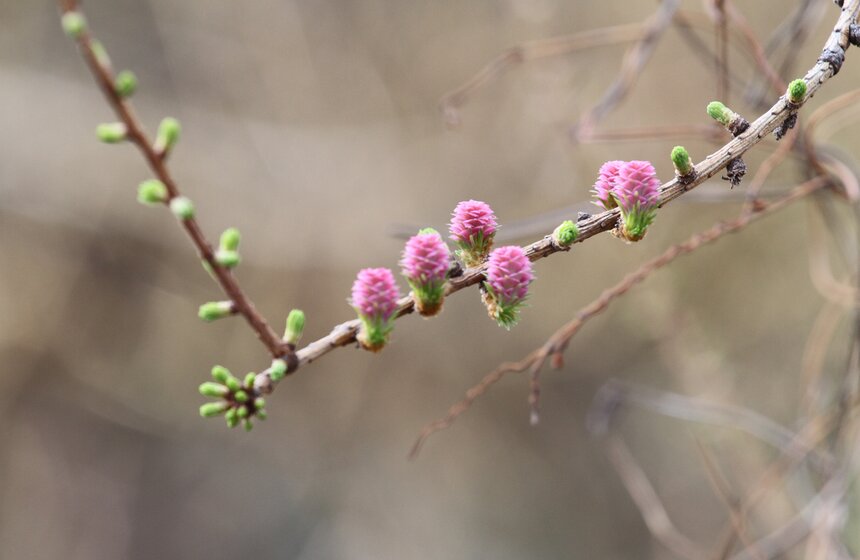 В Ботаническом саду МГУ проходит весенний фестиваль цветов 6 фото