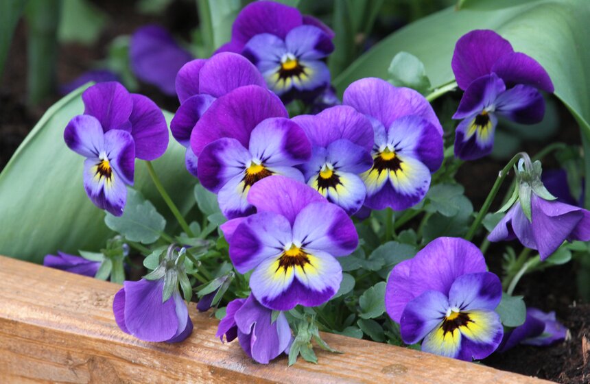 В Ботаническом саду МГУ проходит весенний фестиваль цветов 3 фото