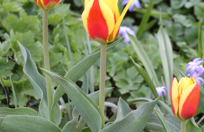 В Ботаническом саду МГУ проходит весенний фестиваль цветов 4 фото