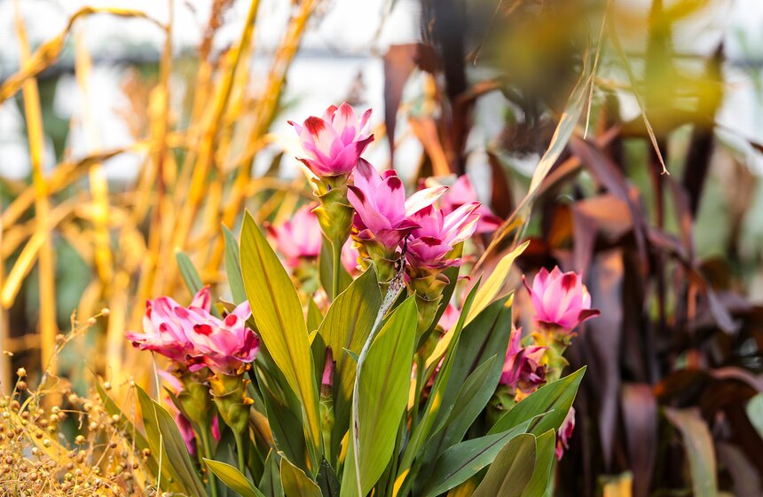 Фестиваль "Краски осени" в "Аптекарском огороде". Фоторепортаж 22 фото