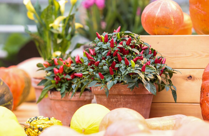 Фестиваль "Краски осени" в "Аптекарском огороде". Фоторепортаж 21 фото